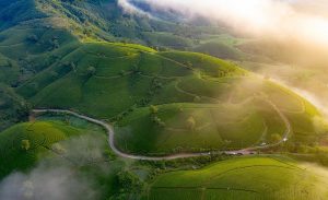 Đồi chè Long Cốc Phú Thọ mùa nào đẹp nhất?