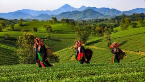 Hoạt động hái chè cùng người dân bản địa được nhiều du khách thích thú