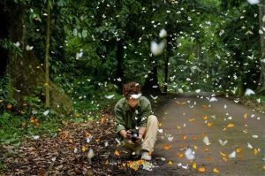 Tham-quan-rung-quoc-gia-Cuc-Phuong-vao-thang-4-–-thang-5-du-khach-co-co-hoi-duoc-chiem-nguong-hang-trieu-con-buom-voi-du-mau-sac-bay-luon-khap-loi